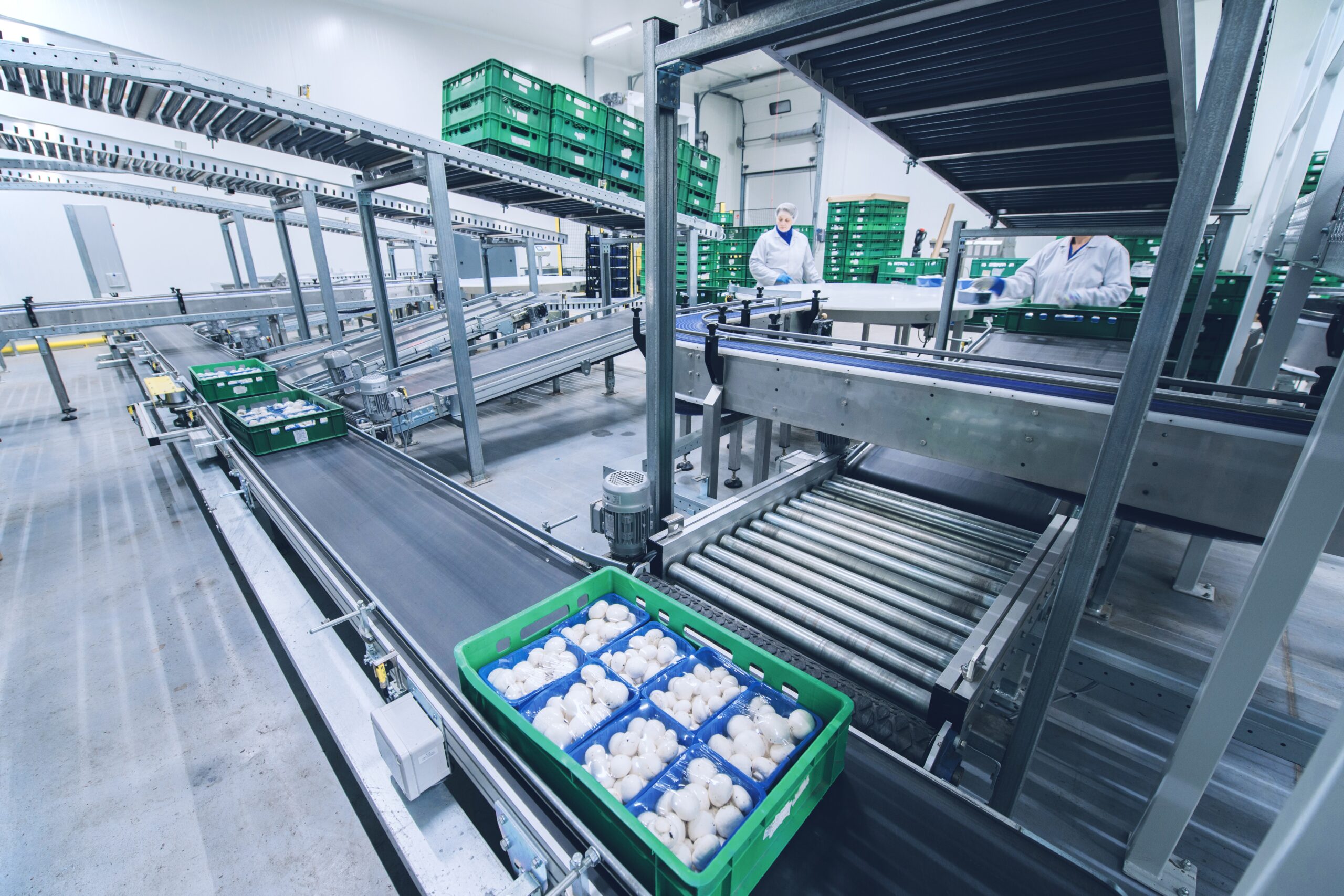 viscon mushrooms pieczarki automatyzacja automation polok