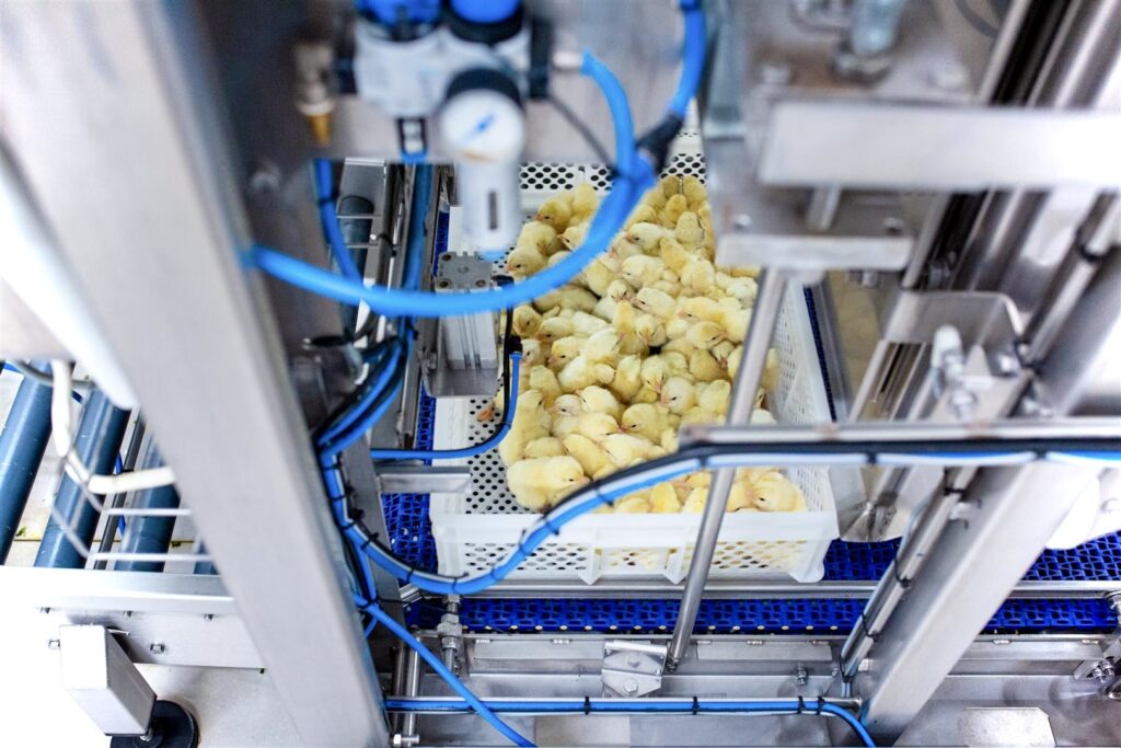 Renmar Viscon wylęgarnia