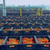 Viscon Floratom Fesh Produce Węgry Eastern Europe