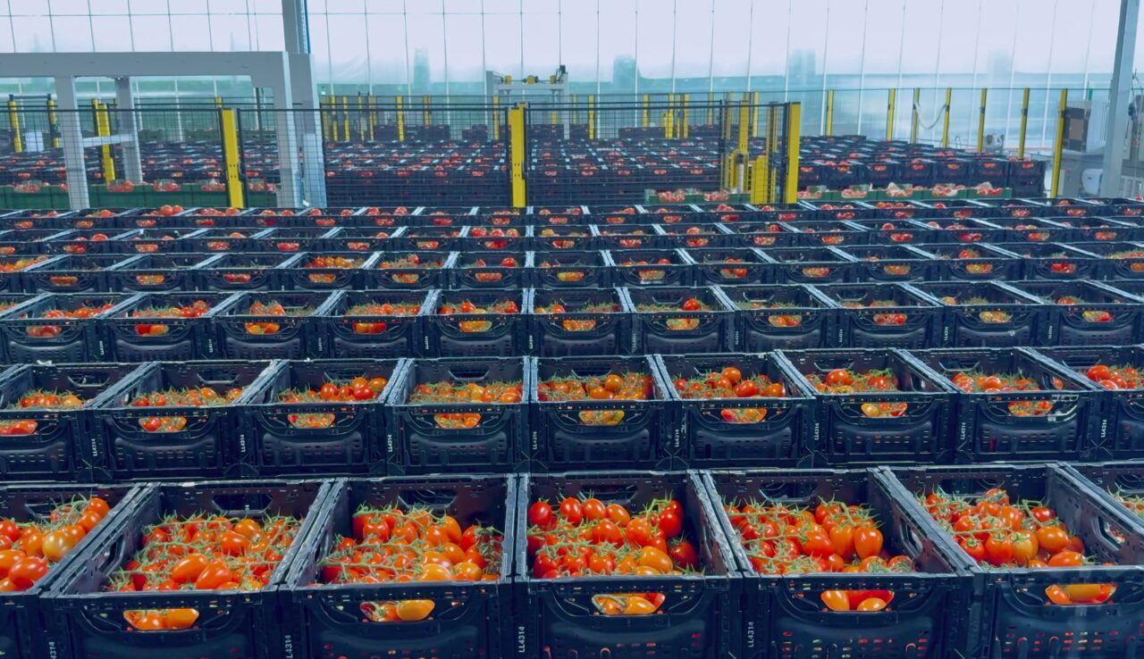 Viscon Floratom Fesh Produce Węgry Eastern Europe
