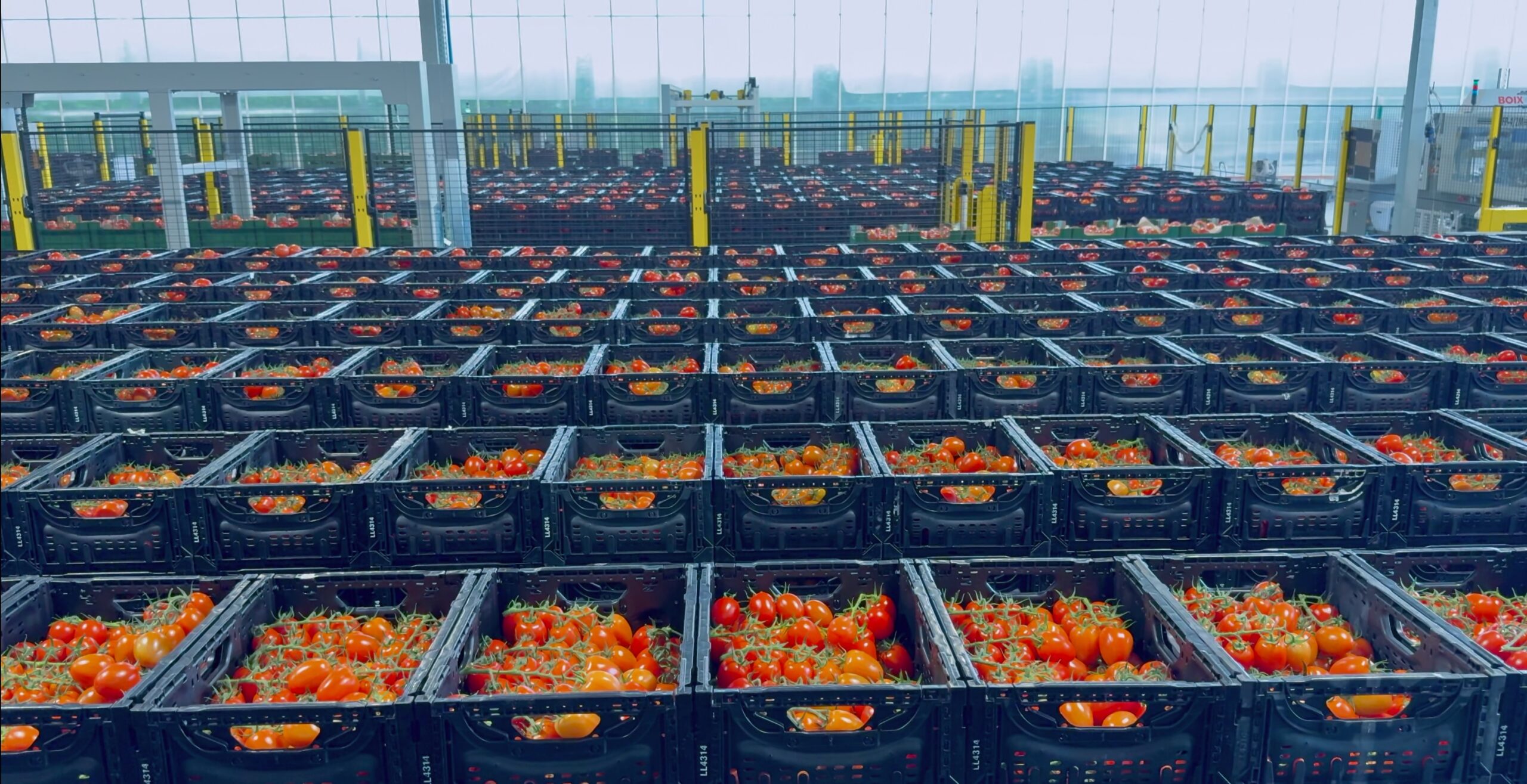 Viscon Floratom Fesh Produce Węgry Eastern Europe